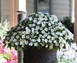 baby white impatiens seeds