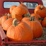big max pumpkin seeds