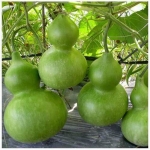 birdhouse bottle gourd seeds