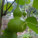birdhouse bottle gourd seeds