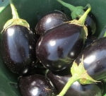 black beauty eggplant seeds