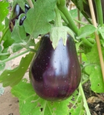 black beauty eggplant seeds