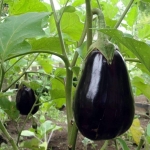 black beauty eggplant seeds
