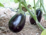 black beauty eggplant seeds