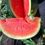 black diamond watermelon seeds