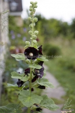 black nigra hollyhock seeds