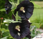 black nigra hollyhock seeds