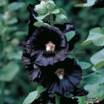 black nigra hollyhock seeds