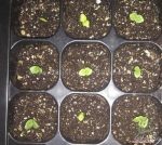 black nigra hollyhock seeds