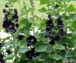 black nigra hollyhock seeds