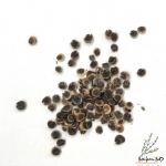 black nigra hollyhock seeds
