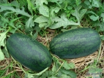 black icebox f1 watermelon seeds