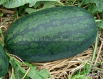 black icebox f1 watermelon seeds