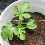 black icebox f1 watermelon seeds