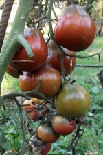 black pear tomato seeds