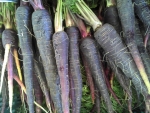 black spanish carrot seeds