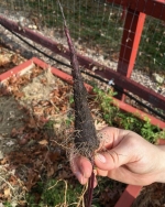 black spanish carrot seeds