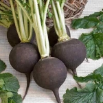 black spanish radish seeds