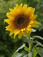 blackoil sunflower seeds