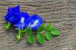 blue butterfly pea seeds