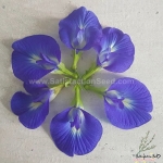 blue butterfly pea seeds