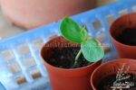 blue butterfly pea seeds