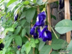 blue butterfly pea seeds