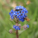 blue cape forget me not anchusa seeds