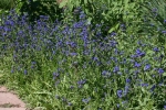 blue cape forget me not anchusa seeds