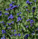 blue cape forget me not anchusa seeds