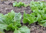broadleaf endive seeds