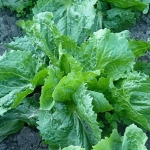 broadleaf endive seeds