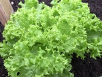 broadleaf endive seeds