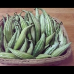 buag ngu serpent gourd seeds