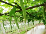 buag ngu serpent gourd seeds