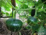 burgess buttercup squash seeds