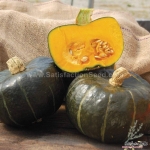 burgess buttercup squash seeds