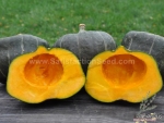 burgess buttercup squash seeds