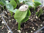 burgess buttercup squash seeds