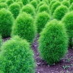burning bush kochia seeds