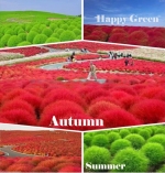 burning bush kochia seeds