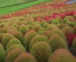 burning bush kochia seeds