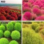 burning bush kochia seeds