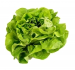 buttercrunch lettuce seeds