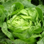 buttercrunch lettuce seeds