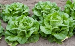 buttercrunch lettuce seeds