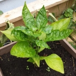 california wonder sweet pepper seeds
