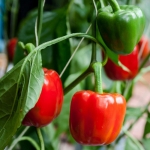 california wonder sweet pepper seeds