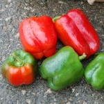 california wonder sweet pepper seeds