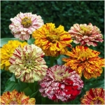 candystripe zinnia seeds